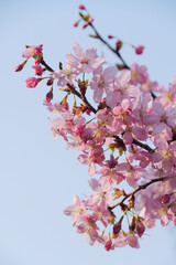 Close up of pink cherry blossom blooming on branch under clear blue sky in spring