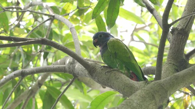 Juvenile Blue-headed Parrot (Pionus menstruus) perched on a tree and moving along branches in its natural habitat in Colombia. Wildlife scene showing the behavior of a young parrot.