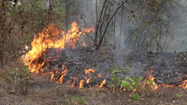 Active forest floor fire with flames spreading through dry vegetation