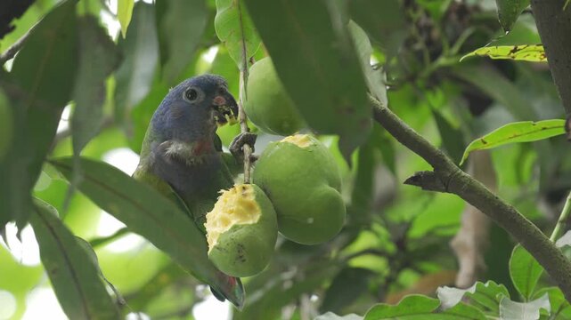 Juvenile Blue-headed Parrot (Pionus menstruus) feeding on a green mango while perched in a tree in Colombia. The scene shows different shots of the bird eating the fruit, revealing its feeding behavio
