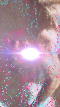 Cat lying on sunlit carpet, purple light appearing at head, causing magenta cyan swirls showing AR