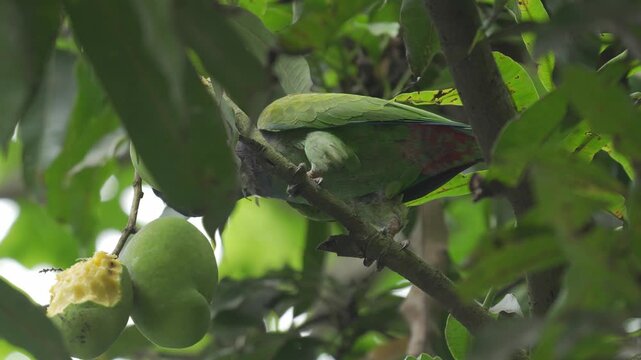 Juvenile Blue-headed Parrot (Pionus menstruus) feeding on a green mango while perched in a tree in Colombia. The scene shows different shots of the bird eating the fruit, revealing its feeding behavio