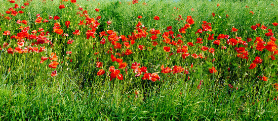 Nature, poppy and flowers in bush for ecology, blossom and botany in countryside. Aesthetic,...