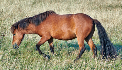 Naklejka premium Grass, farm and horse in countryside for agriculture, livestock and grazing outdoor for nutrition. Pasture, equine and hungry animal at field on ranch with land, nature or eating for healthy diet