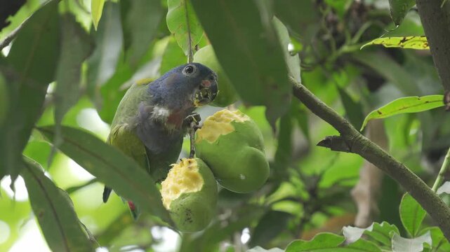Loro cabeza azul juvenil (Pionus menstruus) aliment&aacute;ndose de un mango verde en un &aacute;rbol en Colombia. La escena muestra diferentes planos del ave mientras come el fruto.