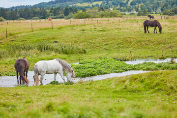 Naklejka premium Grass, farm and horses in countryside with water, livestock and grazing with herd for agriculture. Drink, equine and animals at field on ranch with landscape, nature or eating for healthy diet