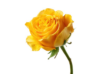 鮮やかな黄色のバラの花。花の美しさを表現する素材