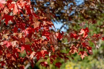 Fototapeta premium Fall foliage on tree branch. Vibrant red maple leaves in autumn