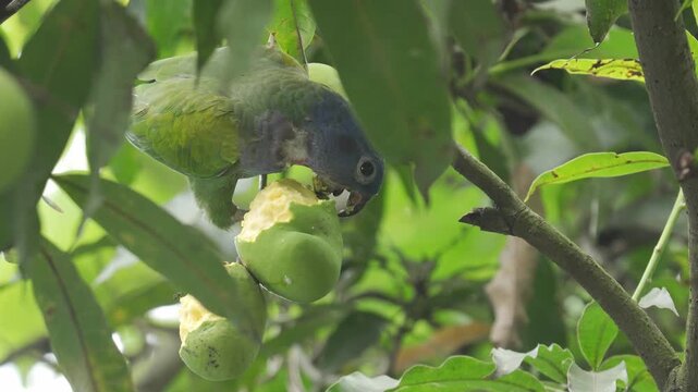 Loro cabeza azul juvenil (Pionus menstruus) aliment&aacute;ndose de un mango verde en un &aacute;rbol en Colombia. La escena muestra diferentes planos del ave mientras come el fruto.