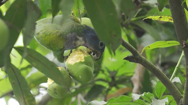 Loro cabeza azul juvenil (Pionus menstruus) aliment&aacute;ndose de un mango verde en un &aacute;rbol en Colombia. La escena muestra diferentes planos del ave mientras come el fruto.