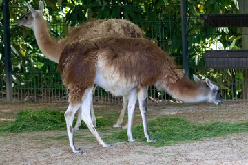 Fototapeta premium Guanacos, a type of camelid, eating fresh grass in an enclosure at the zoo