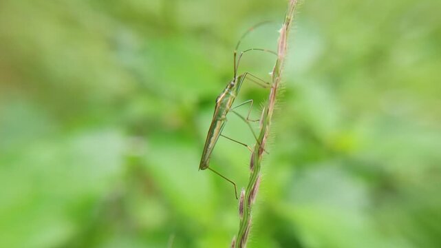 Rice sting bug (Leptocorisa acuta) on leaves, a pest that destroys young rice seeds by sucking liquids