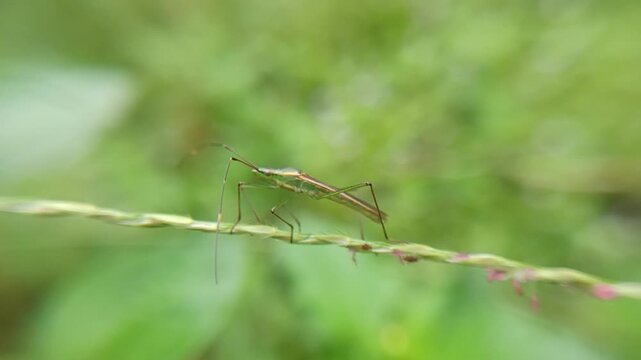 Rice sting bug (Leptocorisa acuta) on leaves, a pest that destroys young rice seeds by sucking liquids