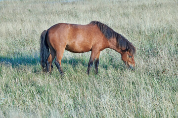 Naklejka premium Grass, farm and horse in countryside for agriculture, livestock and grazing outdoor for nutrition. Pasture, equine and hungry animal at field on ranch with land, nature or eating for healthy diet