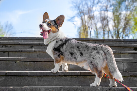 Smiling tricolor corgi dog stands on wide gray stone steps with tongue out and ears up, wearing a collar and leash