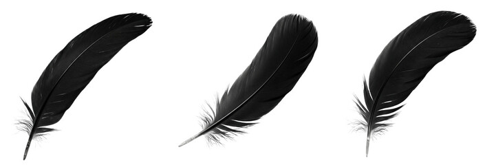 Black feathers isolated on white background, crow bird plumage set, realistic 3d render wings decoration, dark raven color feather, organic soft texture asset © Suarezo
