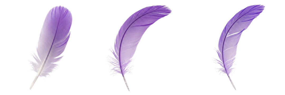 Purple feathers isolated on white background, bird feather set, soft violet plumage, realistic 3d render bird wings decoration, aesthetic lavender color feathers