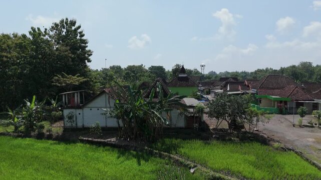 Aerial view of a traditional rural village and lush green rice fields in Ngawi, East Java, Indonesia.
