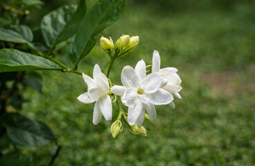 Obraz premium Several star-shaped white jasmine flowers bloom radiantly among green buds and leaves.