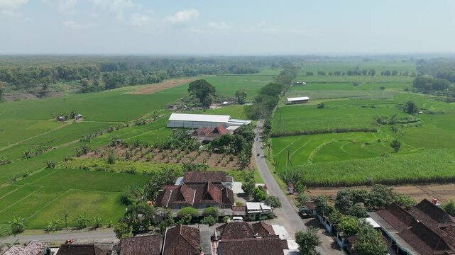 Aerial view of a traditional rural village and lush green rice fields in Ngawi, East Java, Indonesia.