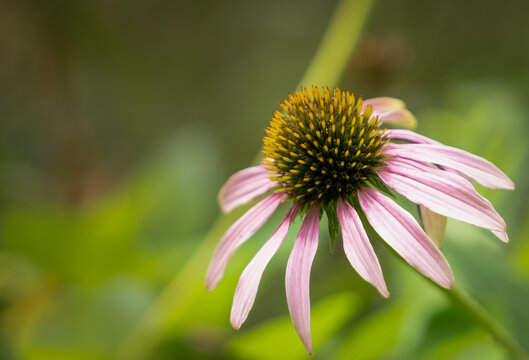 Macro Close-Up of a Coneflower Bloom with Soft Green Background