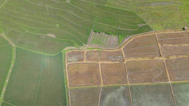 Top down aerial view of geometric rice field patterns and agricultural textures in rural Indonesia.