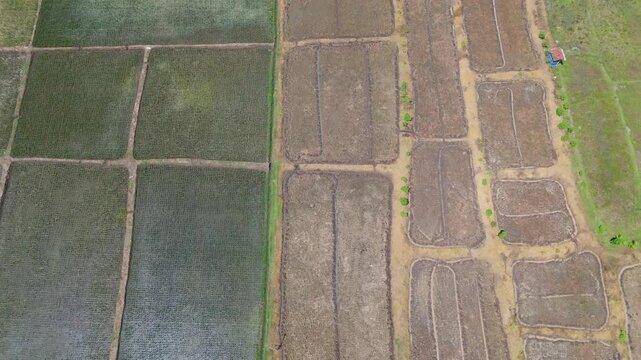 Aerial top-down view of geometric rice field patterns and agricultural soil textures in Ngawi, East Java.