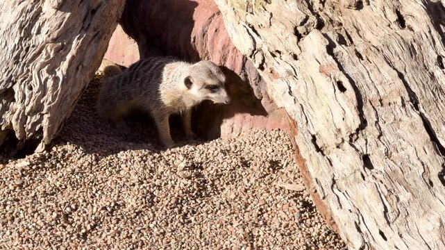 Meerkat Foraging and Exploring Near a Rock Den in Australia