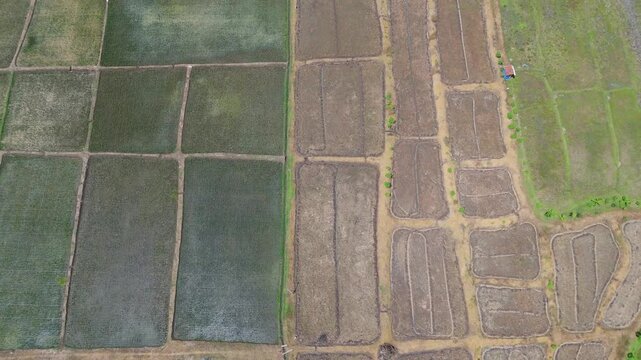 Aerial top-down view of geometric rice field patterns and agricultural soil textures in Ngawi, East Java.