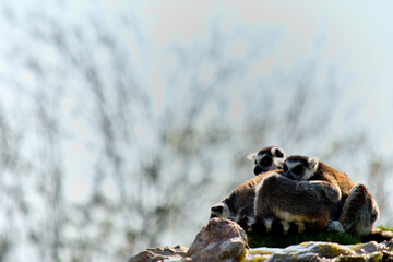 Fototapeta premium Pair of lemurs sitting together with a soft bokeh background