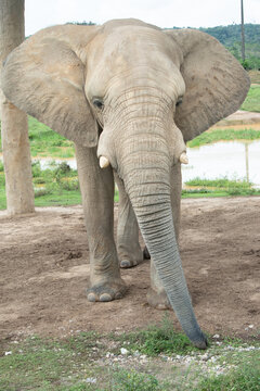 African elephant standing closely, looking directly with large ears and extended trunk, portraying concepts of wildlife, nature, and strength