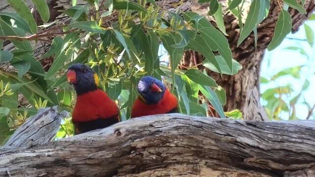 Two Rainbow Lorikeets 