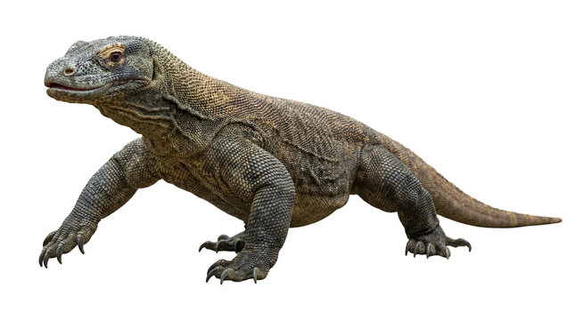 Captivating photograph of a powerful Komodo dragon walking with mouth slightly open, isolated on transparent background.