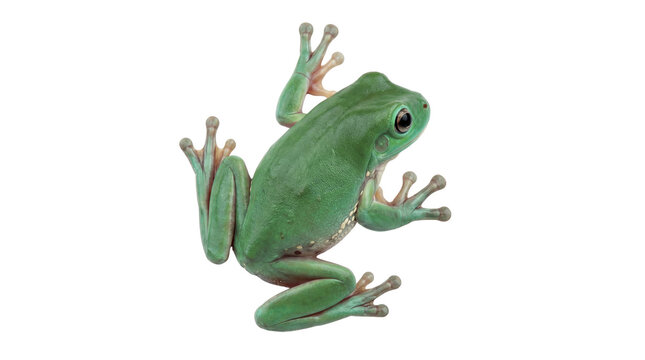 A beautiful green white's tree frog, Litoria caerulea, observed from a high-angle view.