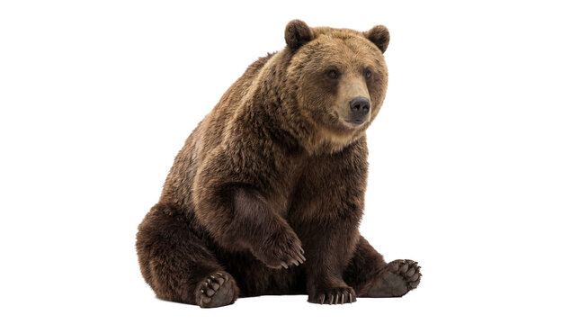 A powerful brown bear, Ursus arctos, captured in a detailed studio photograph, isolated on a transparent background.