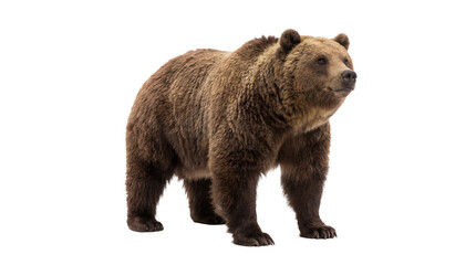 A majestic brown grizzly bear stands powerfully, showcasing its thick fur and robust physique, isolated on transparent. © Emma