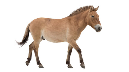 Obraz premium Realistic 3D render of a magnificent Przewalski's wild horse in motion, isolated on a transparent background.