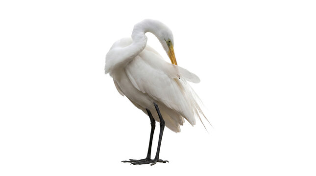 Majestic great egret, a large white heron, meticulously preening its pristine white feathers.