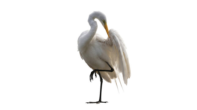 Elegant great egret bird preening its white feathers, standing on one leg, isolated on transparent background.