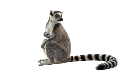 Ring-tailed lemur, a playful primate, sitting upright and looking intently to the right on a transparent background. © Irene