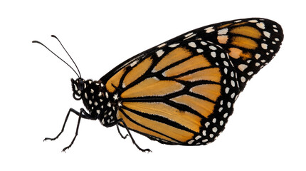 High-resolution transparent PNG of a monarch butterfly (Danaus plexippus) with closed orange and white wings. © Irene