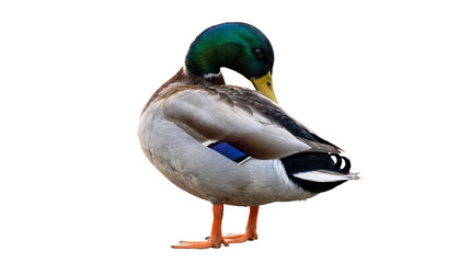 Obraz premium Vibrant male mallard duck with iridescent green head and colorful plumage, preening its feathers, a detailed photograph.