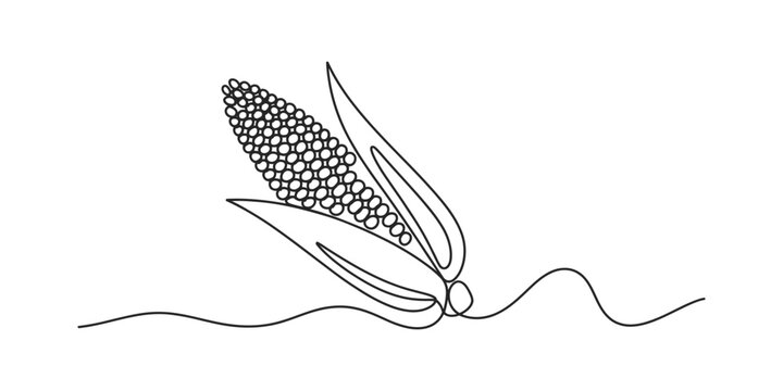 Minimalist continuous line art of a fresh corn cob with husk and leaves on white background