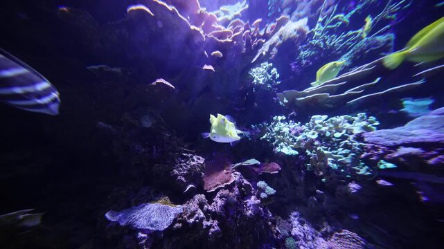 Underwater in Spain, a yellow boxfish glides past plate and branching corals as striped surgeonfish and reef fish cross, under violet lights with slow dolly