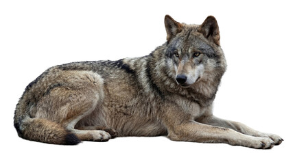 Obraz premium Isolated photograph of a majestic gray wolf resting calmly, showcasing its intricate fur patterns and intelligent gaze.