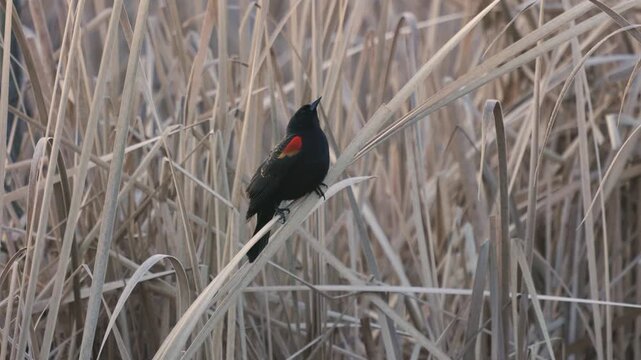 A male Red-wing Blackbird perched on a cattail stalk listens to the calls of geese and other blackbirds then sings its own song while the vapor of its breath drifts on the freezing February morning
