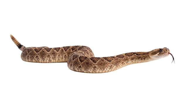 Western diamondback rattlesnake with detailed scales and alert posture, flicking its forked tongue.