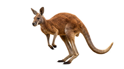 A powerful red kangaroo stands alert and poised for movement, showcasing its impressive muscles on a transparent. © Nadine