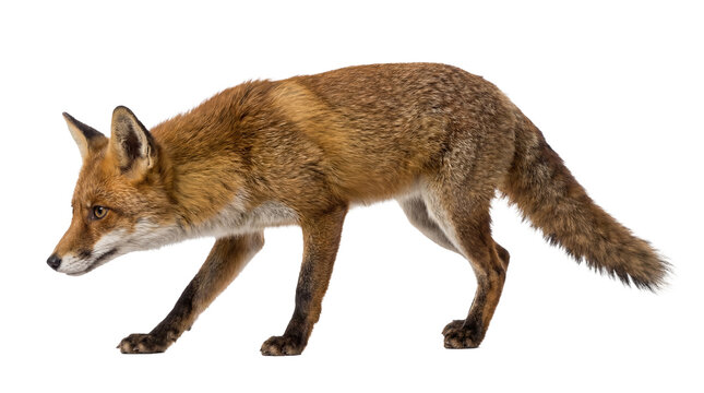 A striking photograph of a red fox walking cautiously, captured in a dynamic side profile.