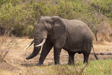 Fototapeta premium Male African Elephant in the Wilds of Akagera National Park Rwanda Africa RWA